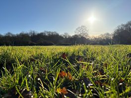 In spite of storm eowyn we had a great morning with the suun rising opposite the field.