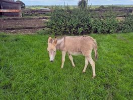 This donkey like to escape