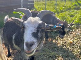 Beautiful goats