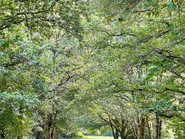 Gorgeous walks