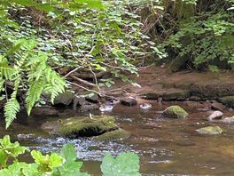 Ducks in the river, by the tent