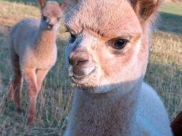 Baby alpaca 🦙