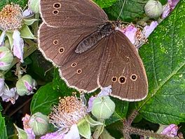 Wildlife photo opportunities on one of my walks