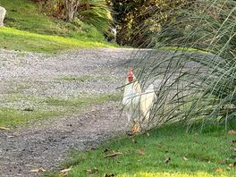 Was met by chicken on arrival