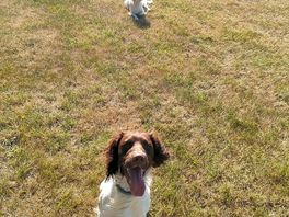 Dogs loved it