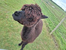 Alpaca