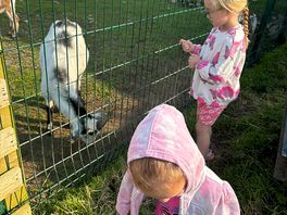 Much loved goats