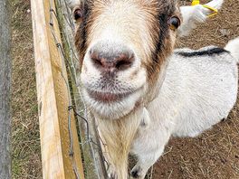 Goats