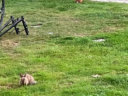 Bunnies