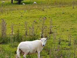 Curiois sheep