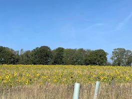 Sunflower fields directly next to us