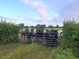 The extremely friendly local neighbours