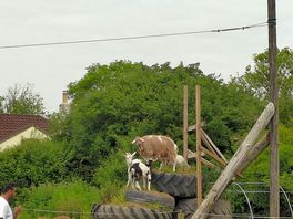 Farm animals there