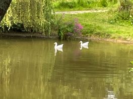 Resident geese