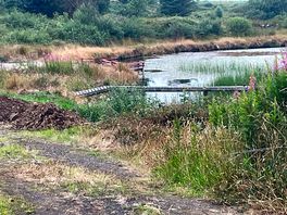 The pond