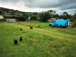 Roaming chickens
