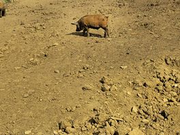 Pigs by the camping field