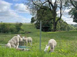 Lambs on the farm