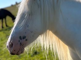 Ponies