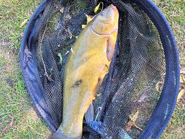 Plenty of lovely tench and big carp