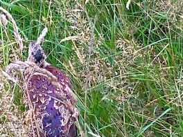 Lots of wildlife around the campsite.