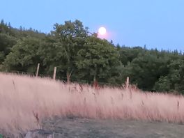 Sturgeon moon showing through the trees.