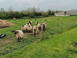 Baaaa!