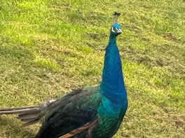 Peacock often seen on site