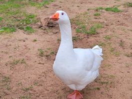 Geese