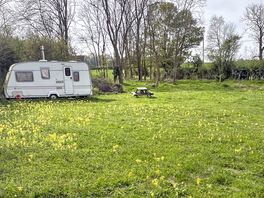 Cowslip in the meadow