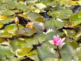 Fishing pond