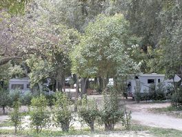 Pitches among the trees