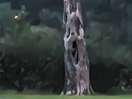 Scary tree