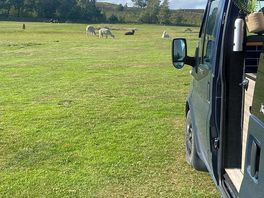 Alpacas do keep their distance from the vans/ tents however close enough to admire