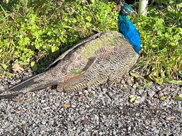Peacock on site