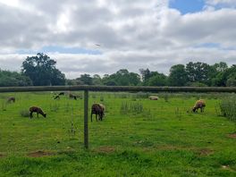 Waking up with the sheep next door
