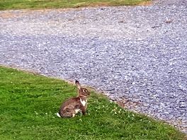 Local wildlife, happily running around the camp .