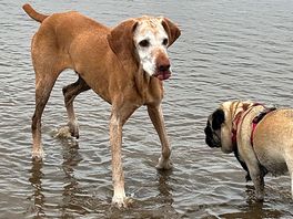 Fur babies having fun on the beach