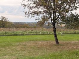 View of vineyards from our pitch