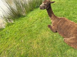 Brown alpaca