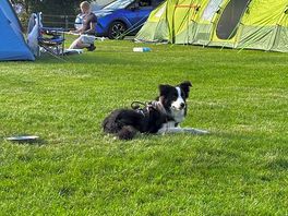 Site and my dog