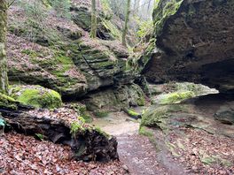 Walking forest near berdorf