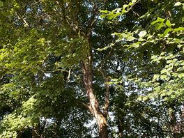 Tree surroundings
