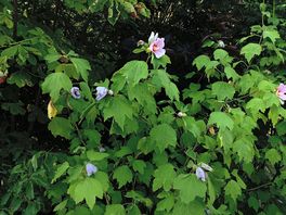 Nice flowers