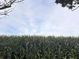 The lovely cornfield next door