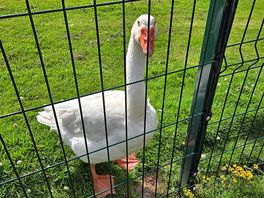 Geese, chickens and ducks to see.