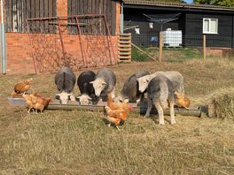 Feeding the sheep and the chickens