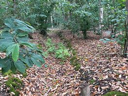 Woodland trail