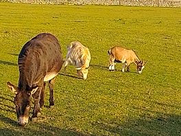 All different animals which was nice