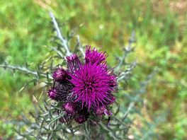 Thistle